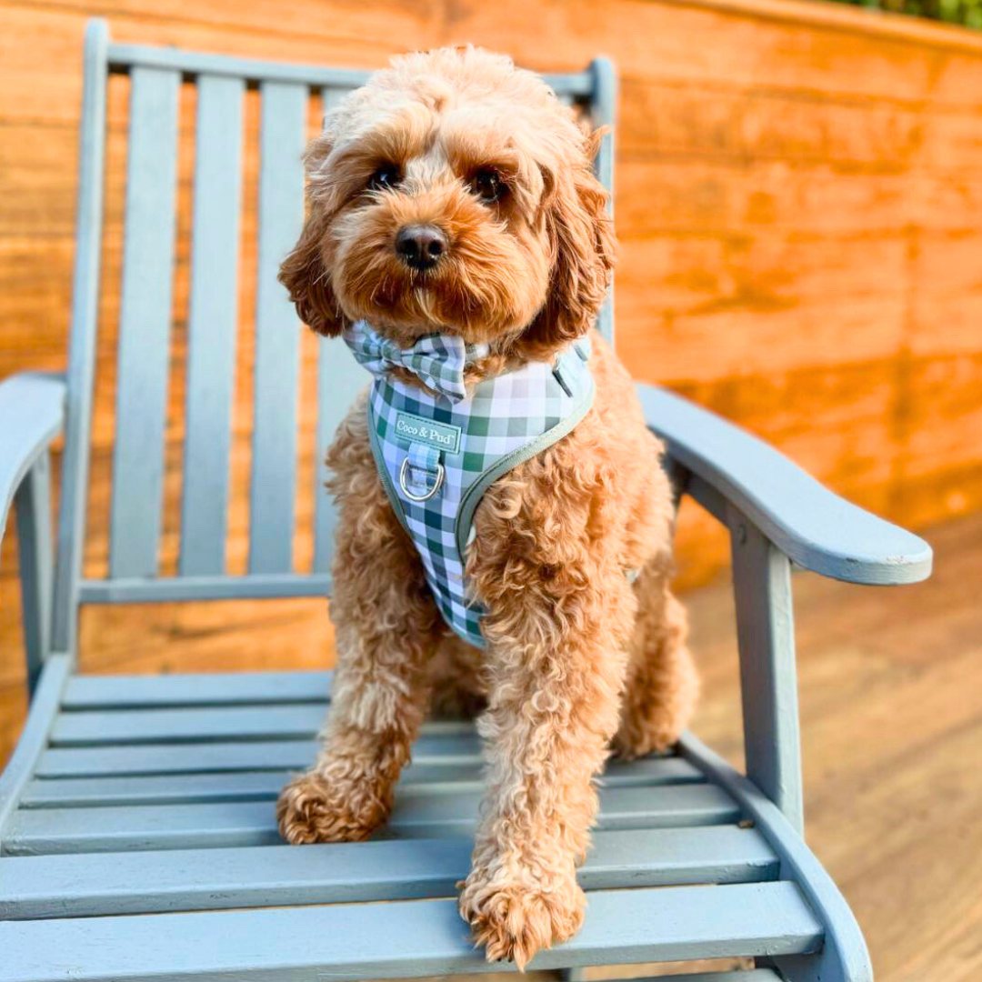 Kiki in Coco & Pud Gingham Olive Grey Dog harness, collar and bow tie