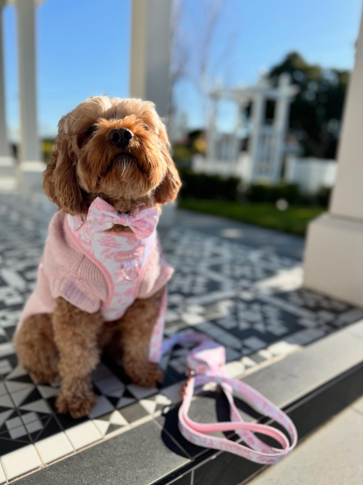 Kiki in Coco & Pud Toile de Chien Rose Adjustable Dog Harness