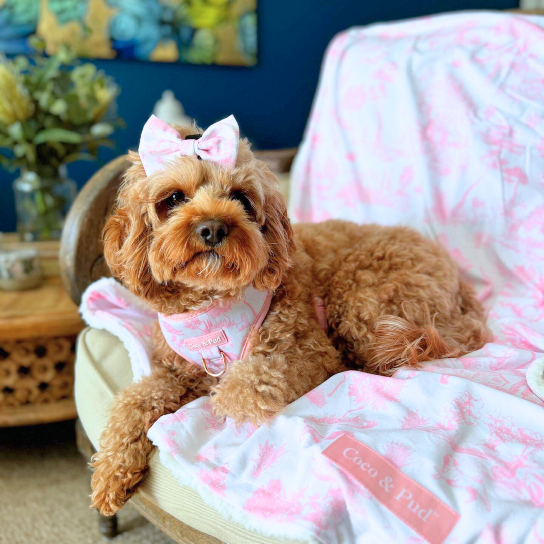 Kiki in Toile de Chien Rose Pet Blanket