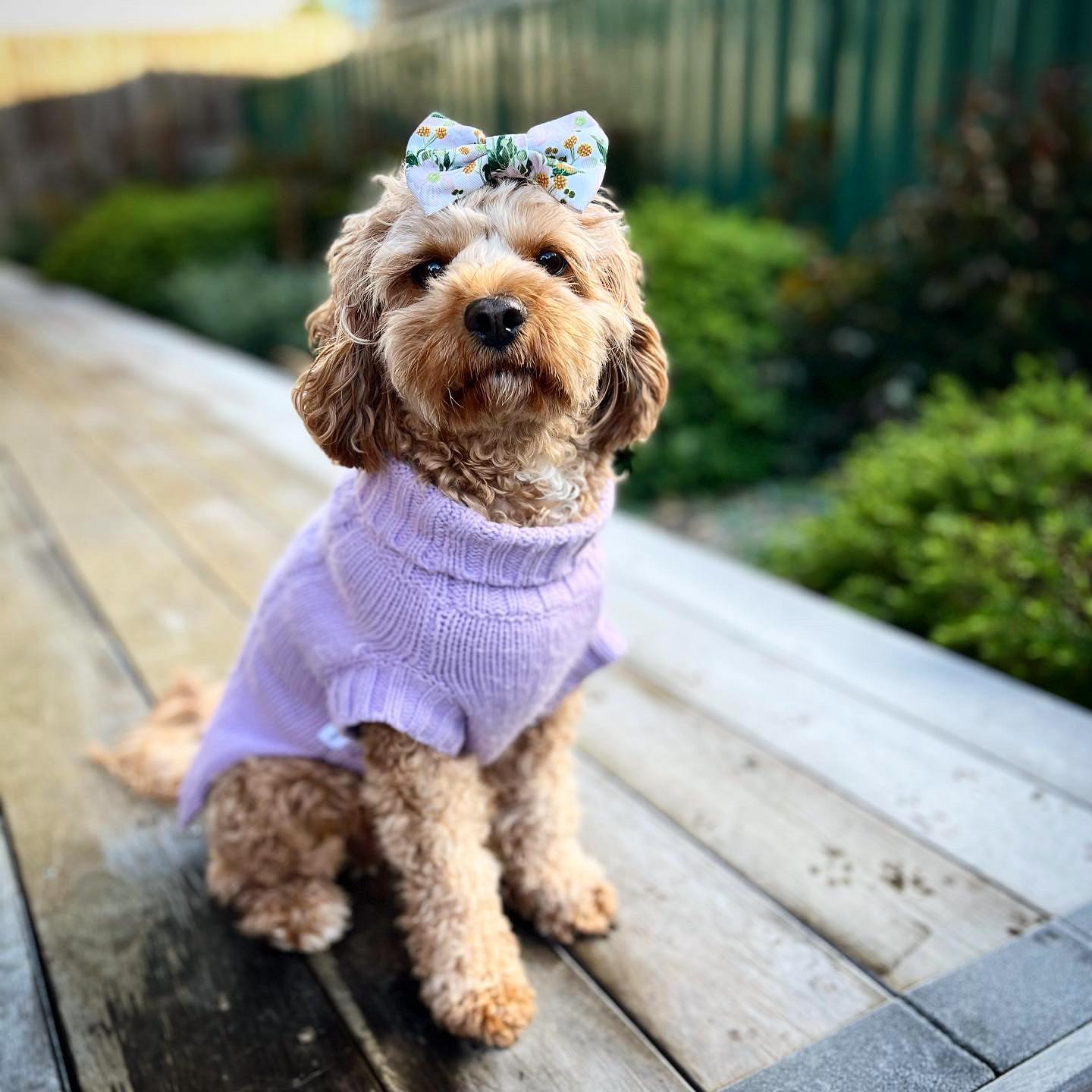 Kiki the Cavoodle in Coco & Pud Coco Cable Lilac Dog Sweater