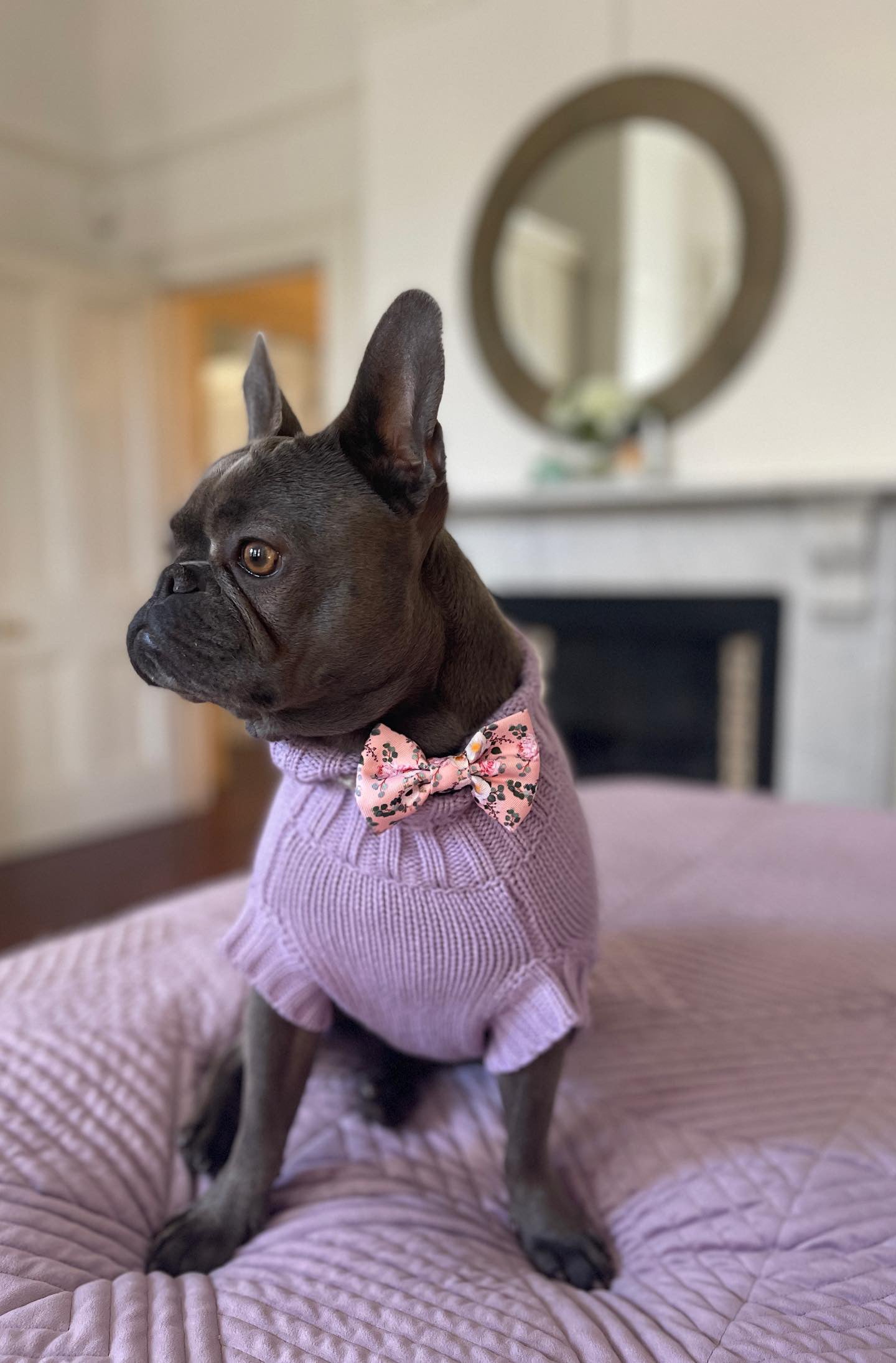 Jazz in Coco & Pud Coco Cable Lilac Pet Sweater