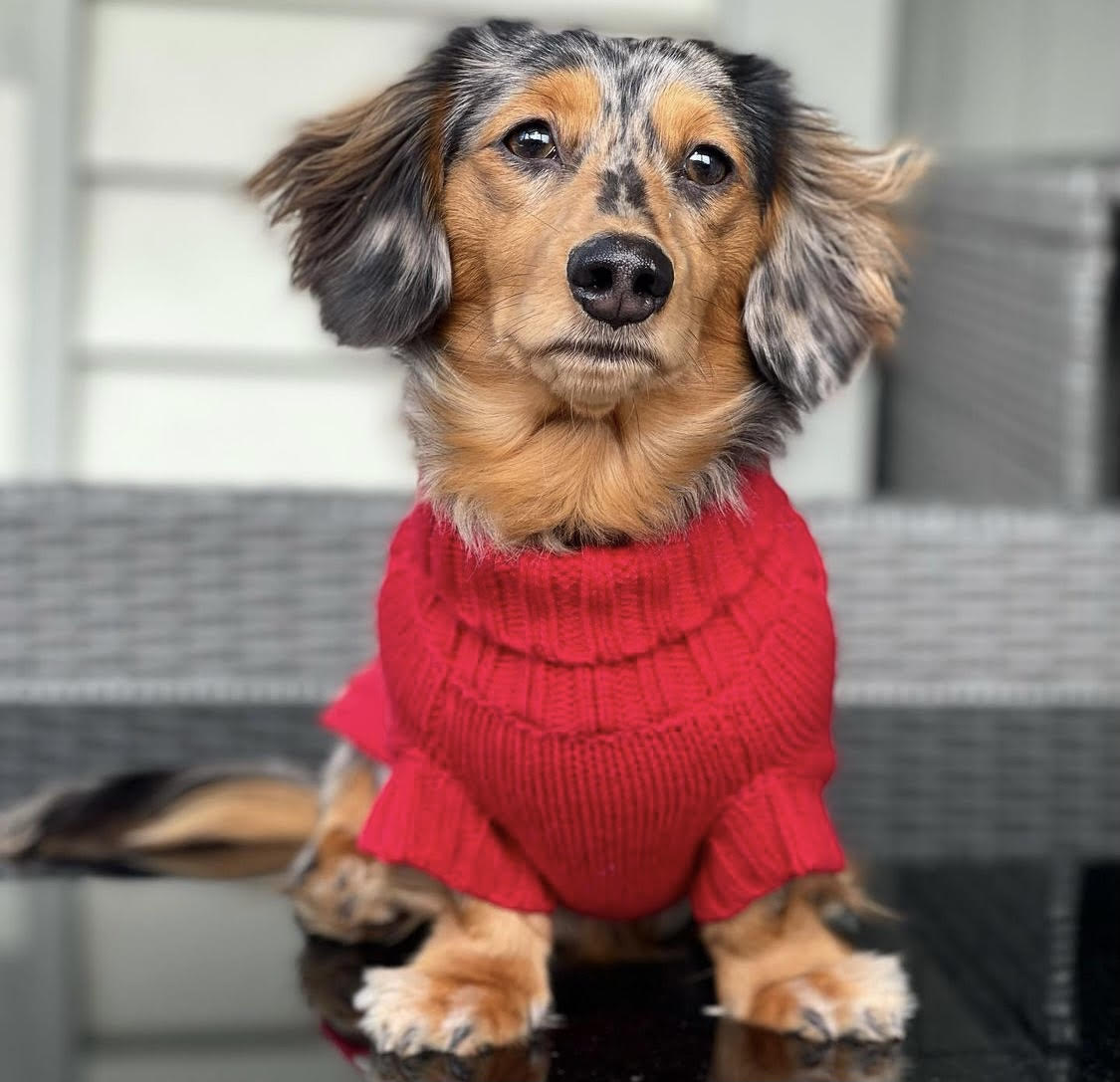 Dachshund Loki wearing Coco & Pud Coco Cable Dog Sweater in Barn Red to match Barn Red Rope Lead