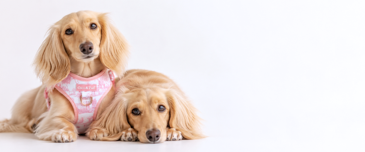 Two cream long-haired miniature Dachshunds sitting on a white studio background, featuring Coco & Pud Toile de Chien Adjustable Dog Harness in Rose colour. A website banner for October long weekend SALE