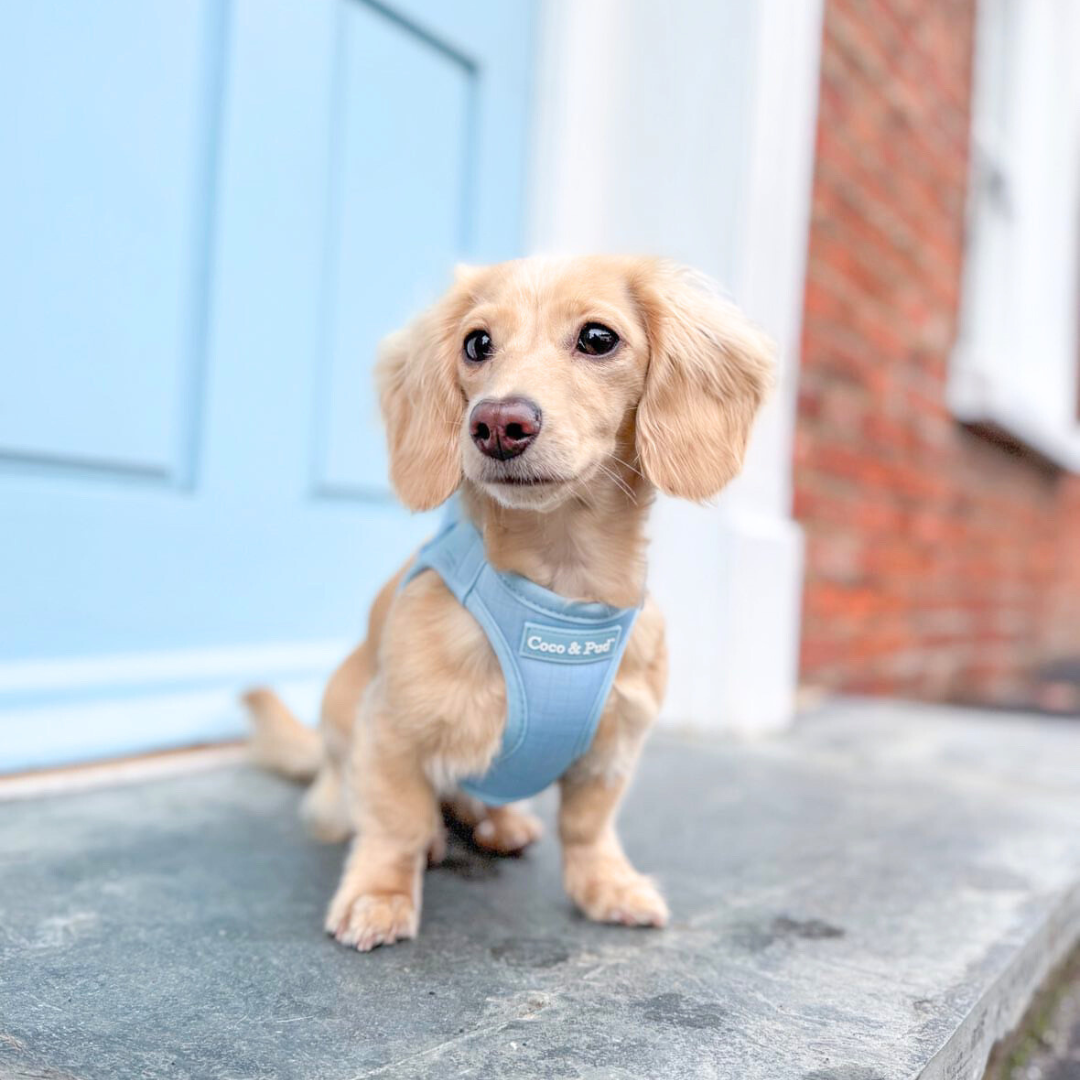 Dachshund Pearl wearing Coco & Pud Essential Pup Step-in Dog Harness to match Powder Blue Rope Dog Lead