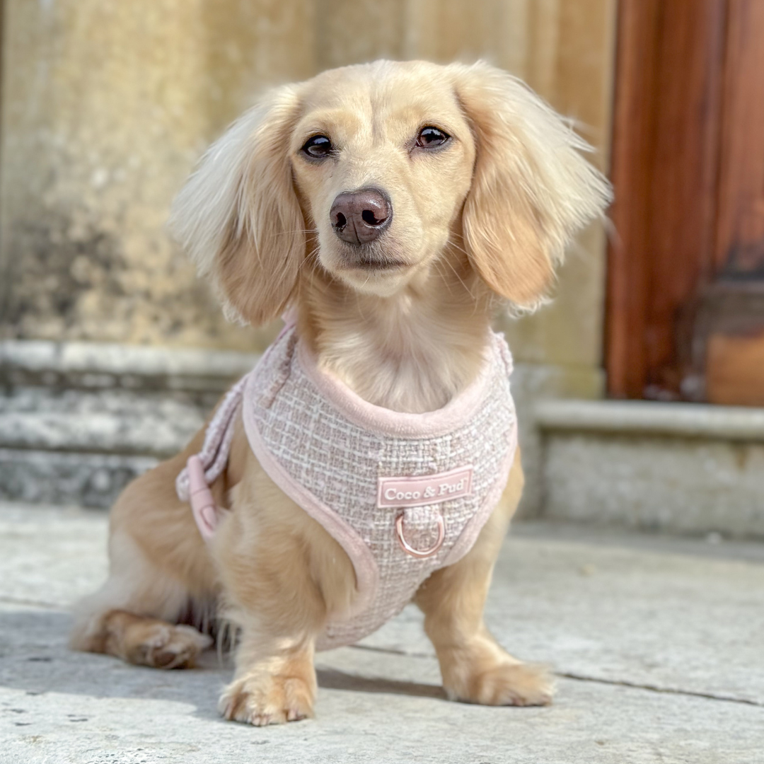 Boucle de Luxe Adjustable Dog Harness - Rose Blush