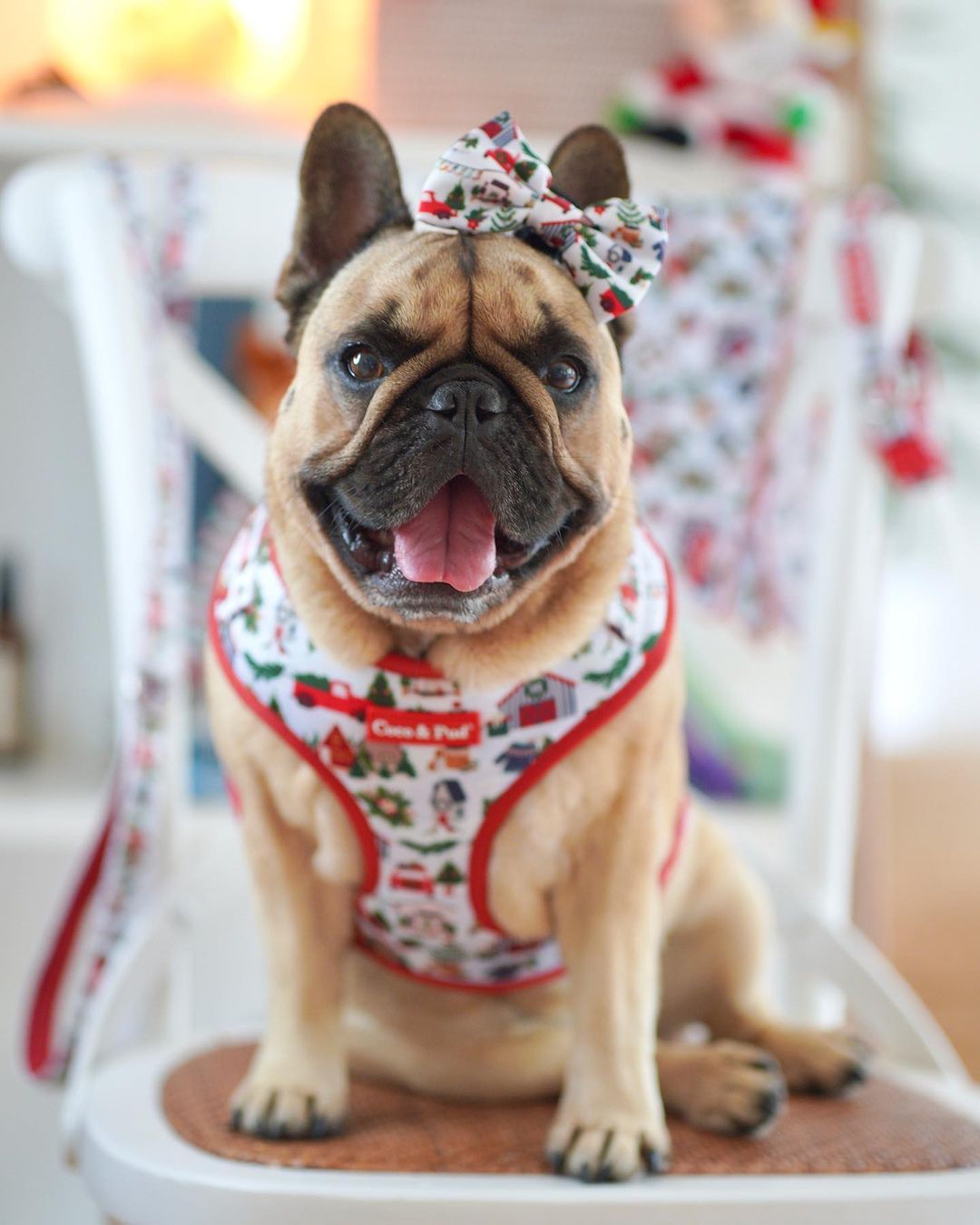 Home For Christmas Adjustable Dog Harness - Coco & Pud