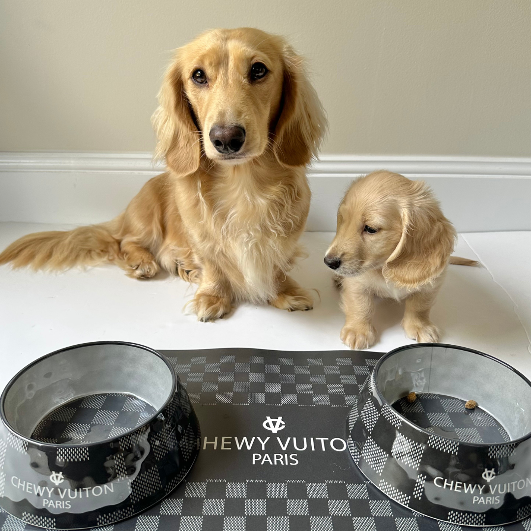 Black Checker Chewy Vuiton Pet Placemat