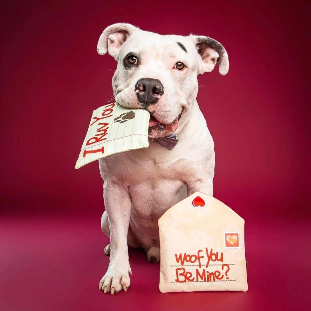 Woof You Be Mine Valentine's Day Dog Toy