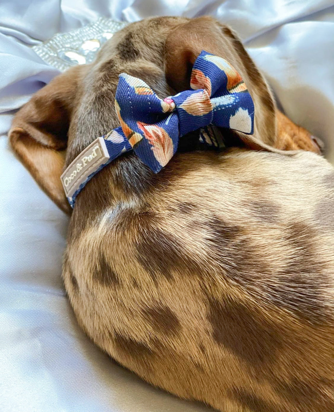 Coco & Pud Birds of a Feather Puppy Harness & Bowtie