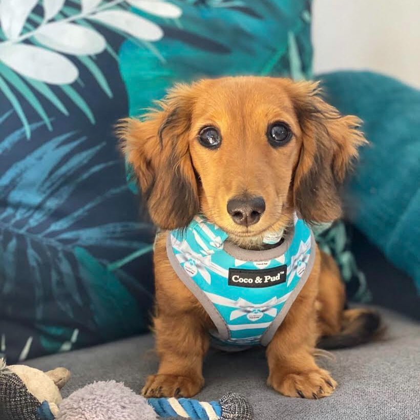 Coco & Pud Audrey Dog Harness