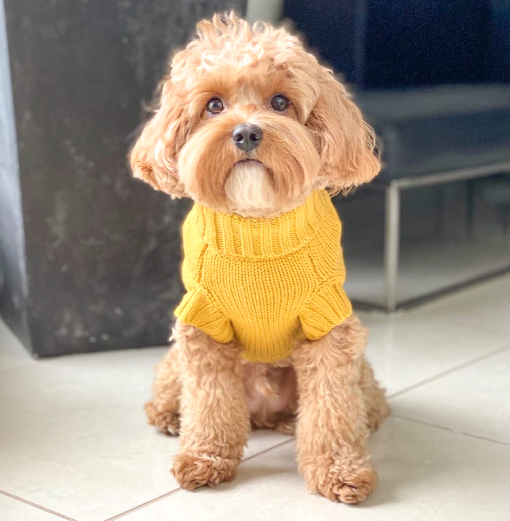 Asta in Coco & Pud Coco Cable Pet Sweater Mustard