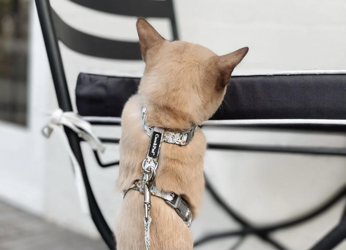 Coco & Pud Windflower Cat harness & Lead