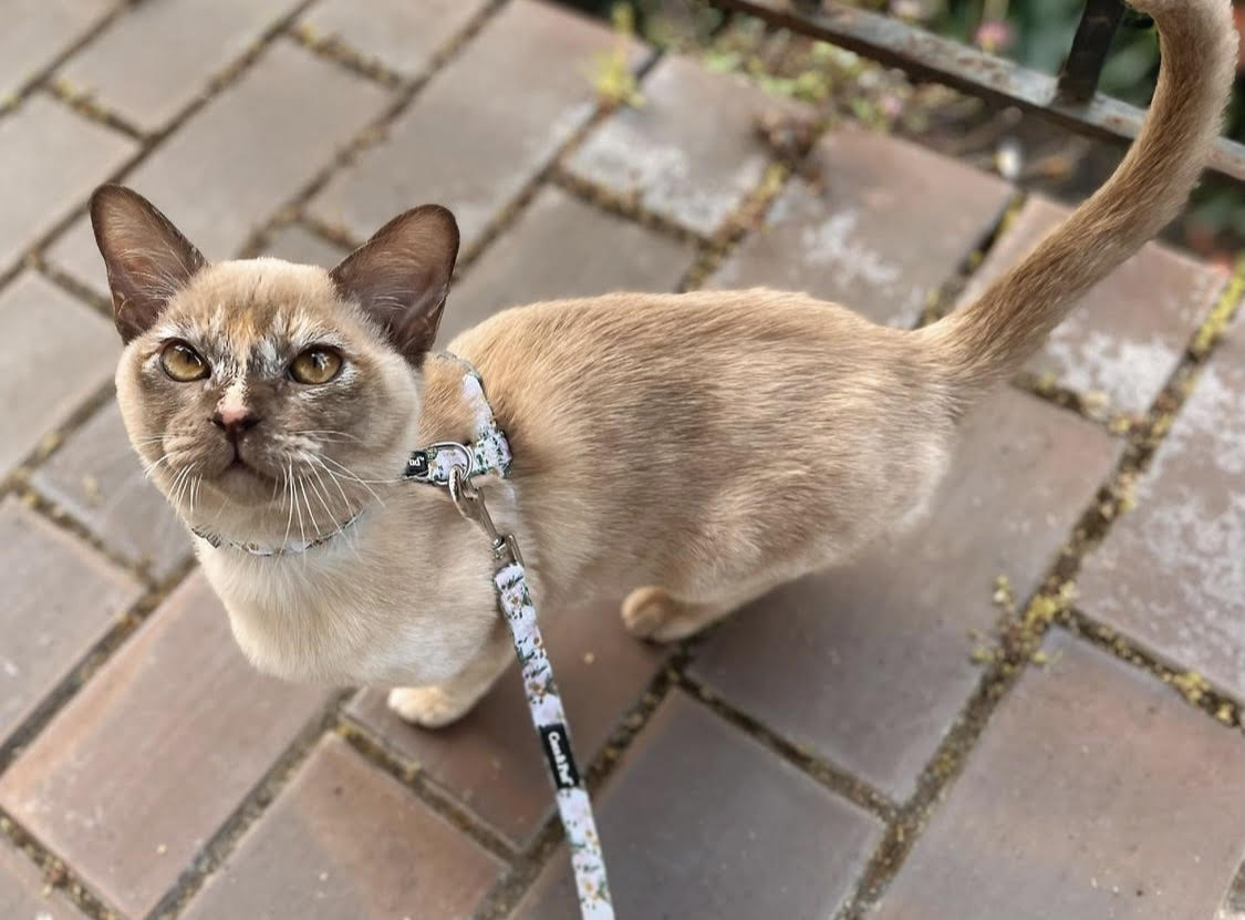 Coco & Pud Windflower Cat Harness & Lead
