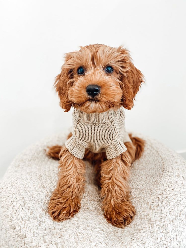Archie in Coco & Pud Coco Cable Sweater Oatmeal