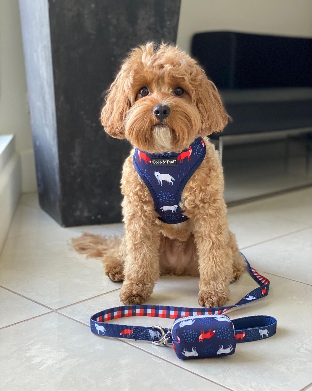 Asta in Coco & Pud Fox & Friends Reversible Dog Harness