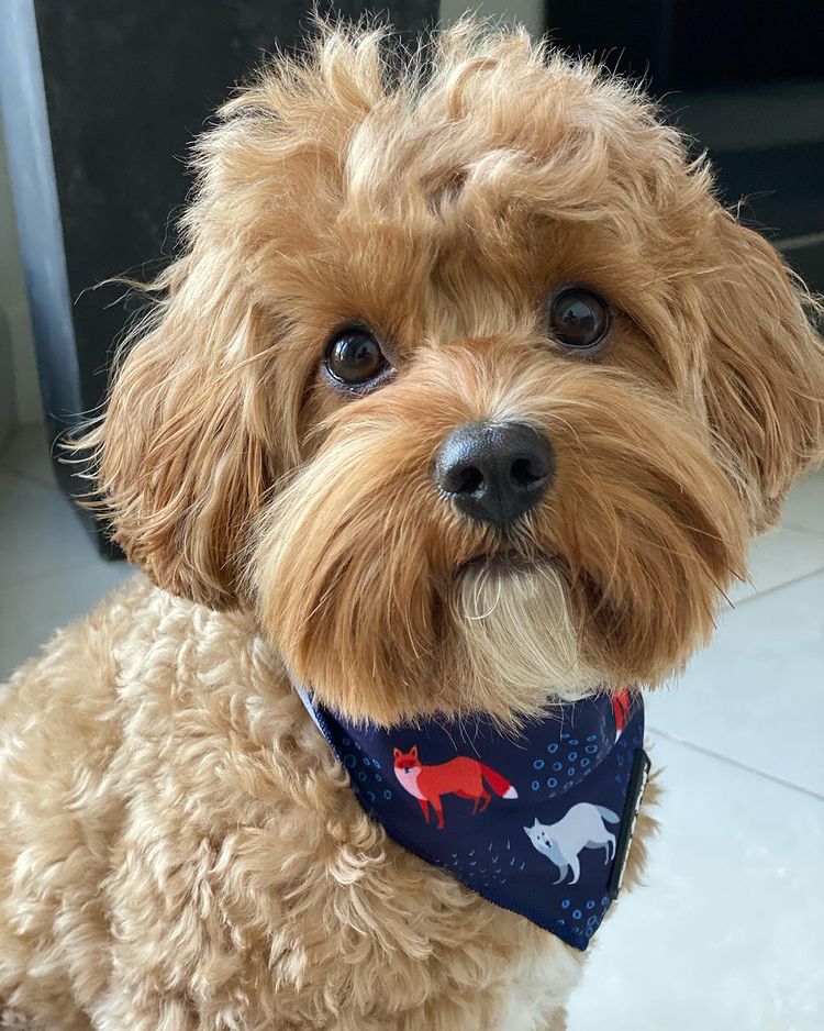 Asta in Coco & Pud Fox & Friends Dog Bandana