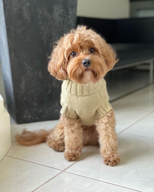 Asta in Coco & Pud Coco Cable Sweater Oatmeal