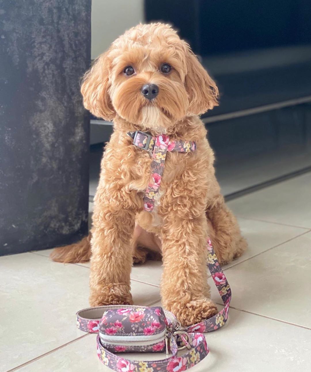 Asta in Coco & Pud Vintage Garden Uniclip LIte Dog Harness