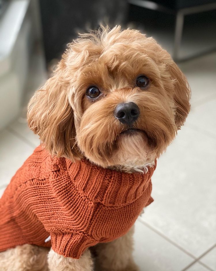 Asta in Coco & Pud Coco Cable Pet Sweater Sienna