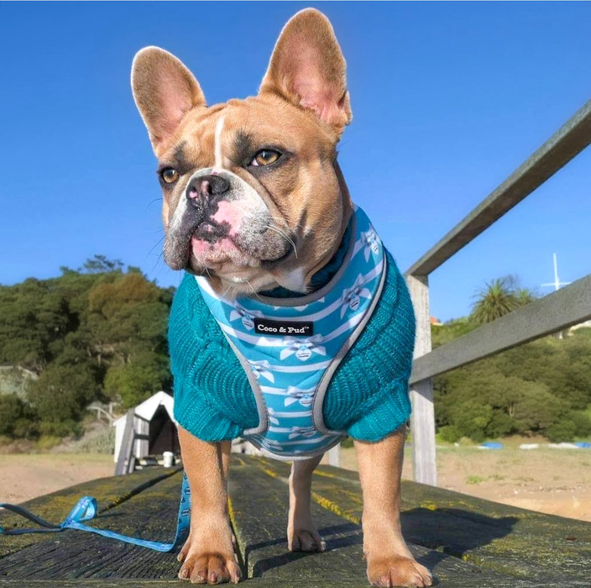 Coco & Pud Audrey Dog Harness