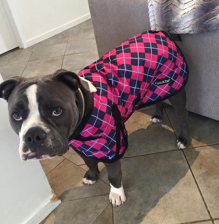 Waterproof Dog Coat 3009 - Blue Check - Coco & Pud
