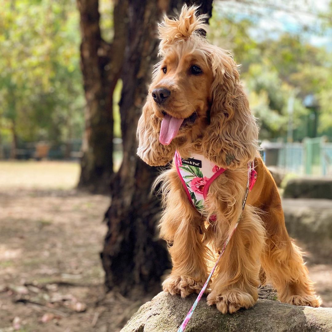 Coco & Pud Peony Dog Harness