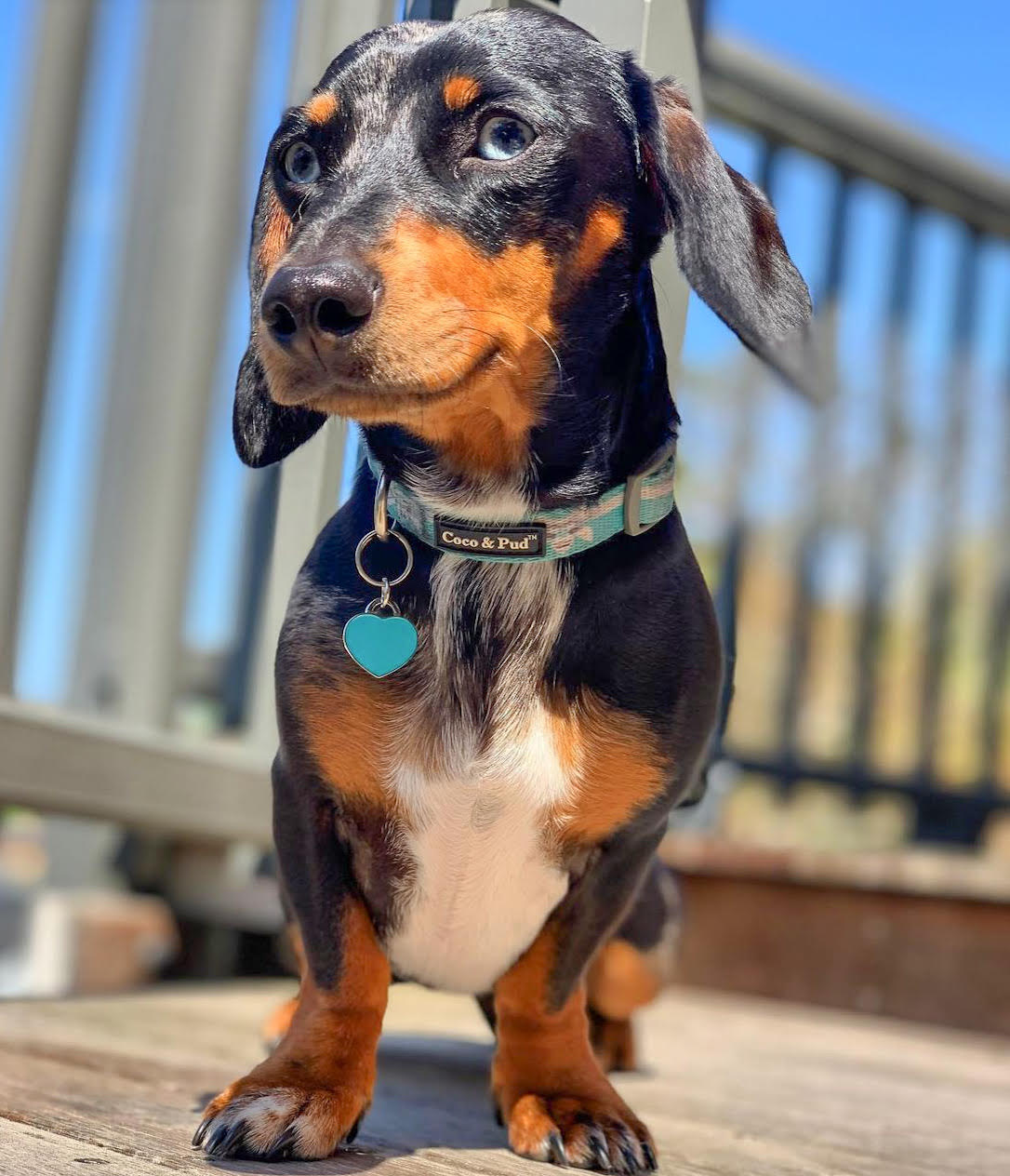 Coco & Pud Audrey Dog Collar