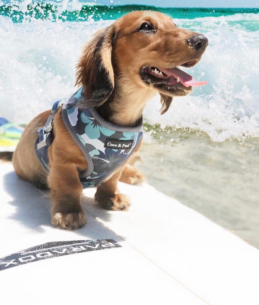 Coco & Pud Camo Hibiscus Dog Harness - Coco & Pud