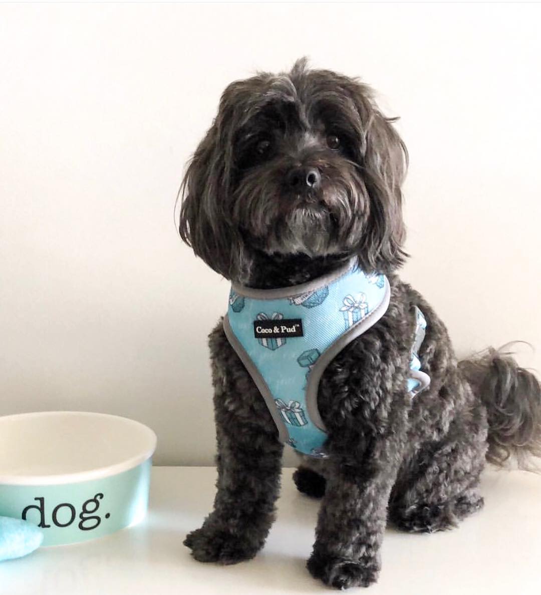 Coco & Pud Audrey Reversible Dog harness