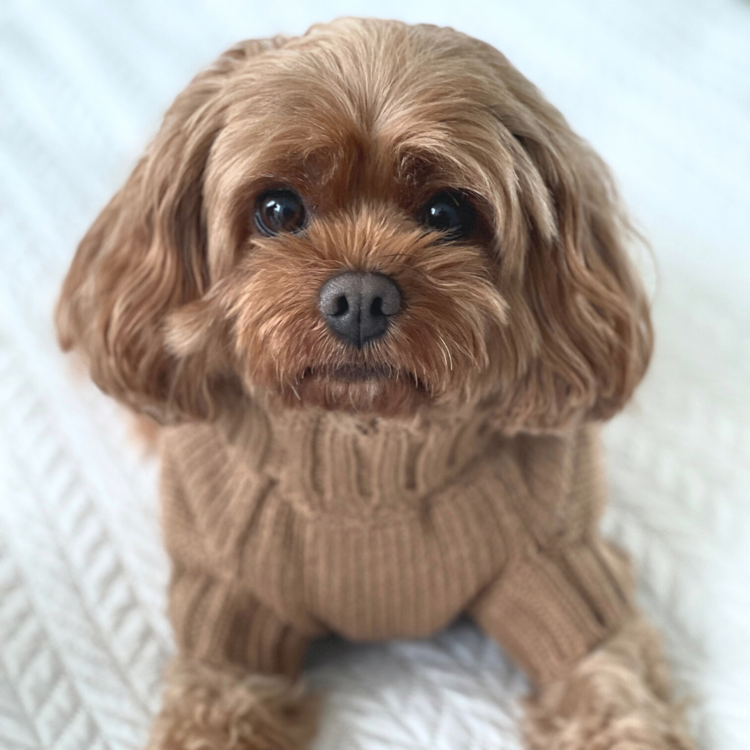 Coco Cable Dog Sweater/ Dog Jumper - Cinnamon