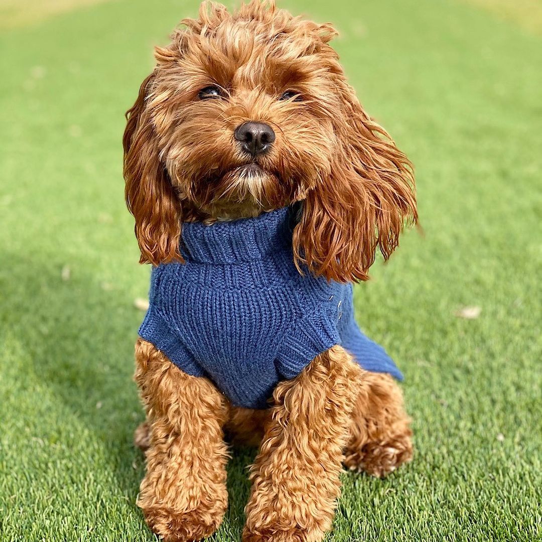 Coco belle in Coco & Pud Coco Cable Sweater Navy