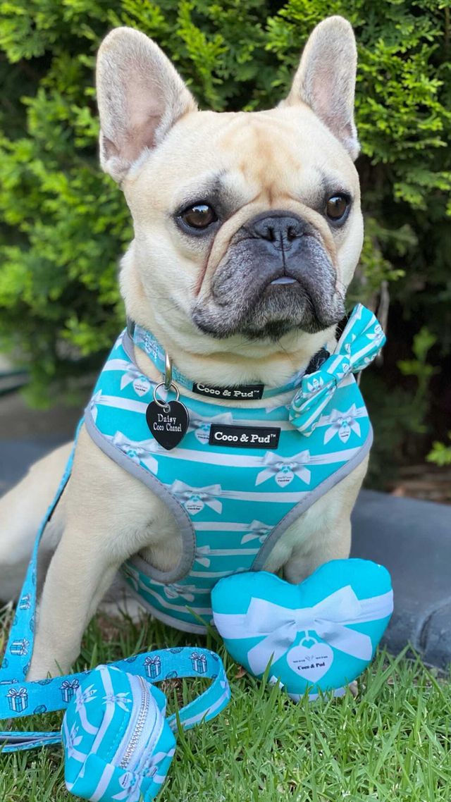 Daisy in Coco & PUd Audrey Dog Harenss