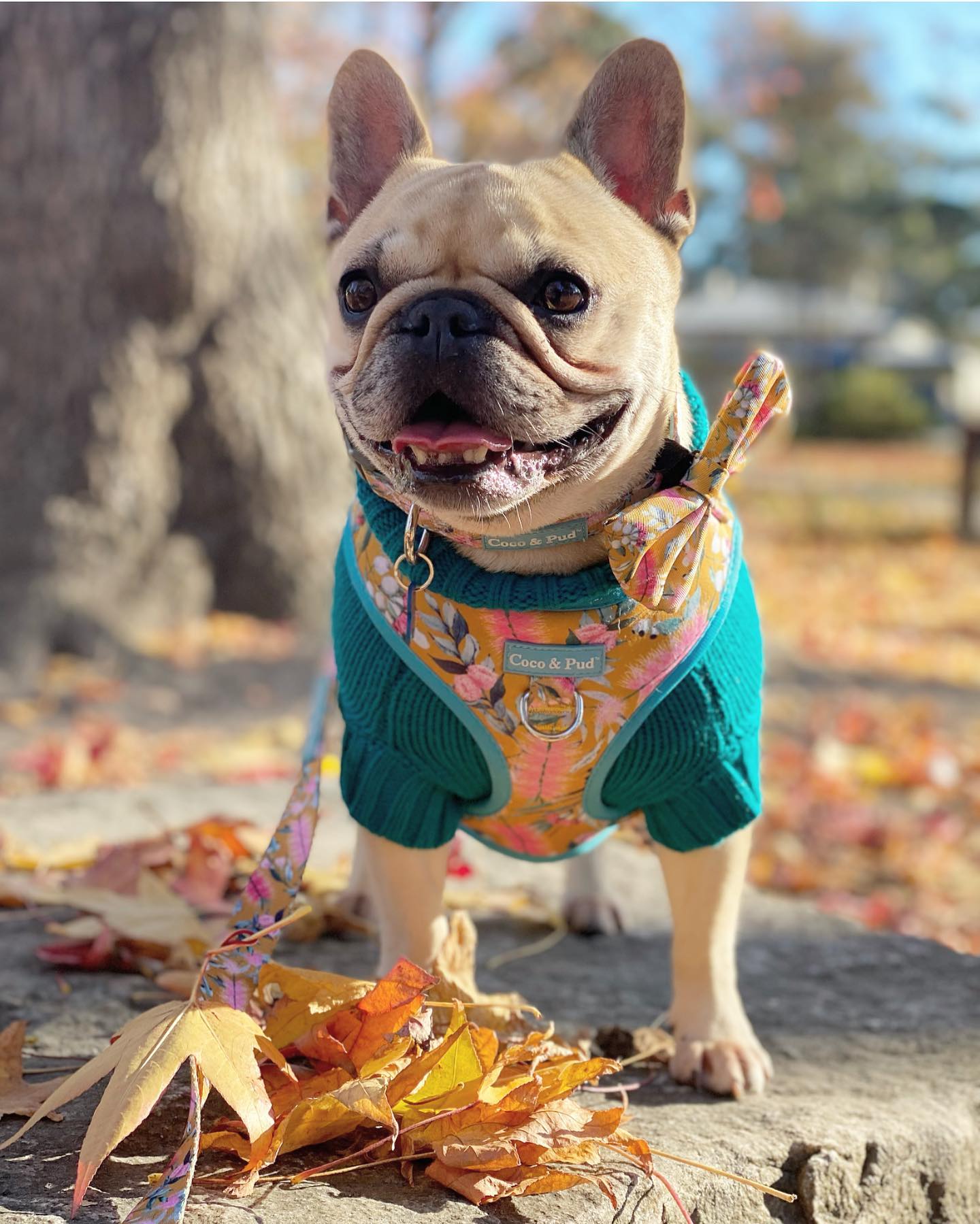 Daisy in Coco & Pud Brush with Nature Adjustable Dog Harness