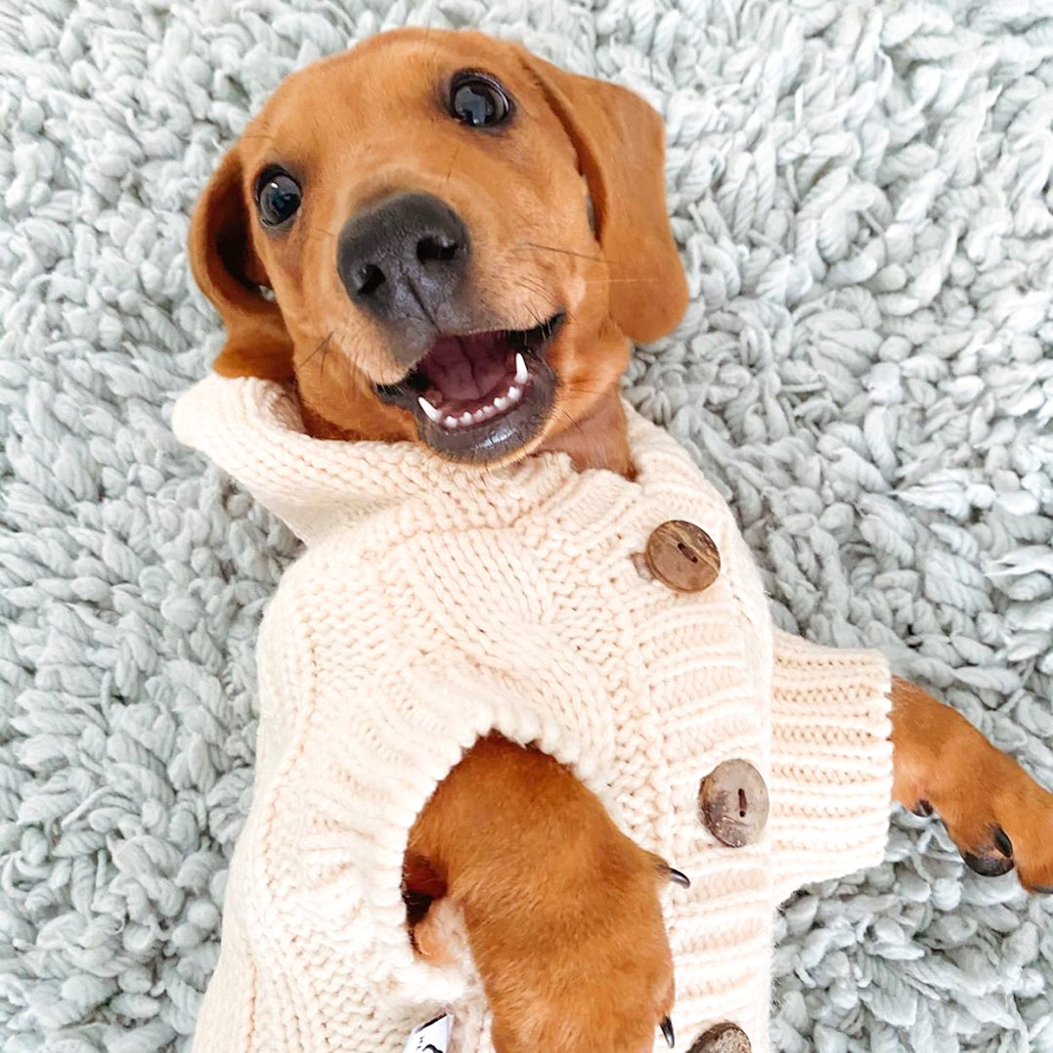Daisy in Coco & Pud Edinbrugh Pet Sweater Cream