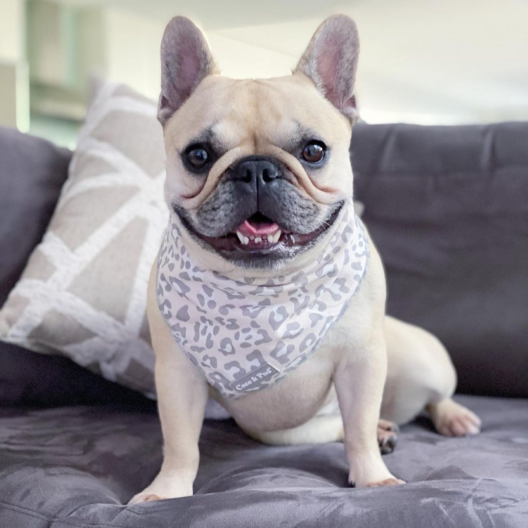 Daisy in Coco & Pud Amur Leopard Dog Bandana