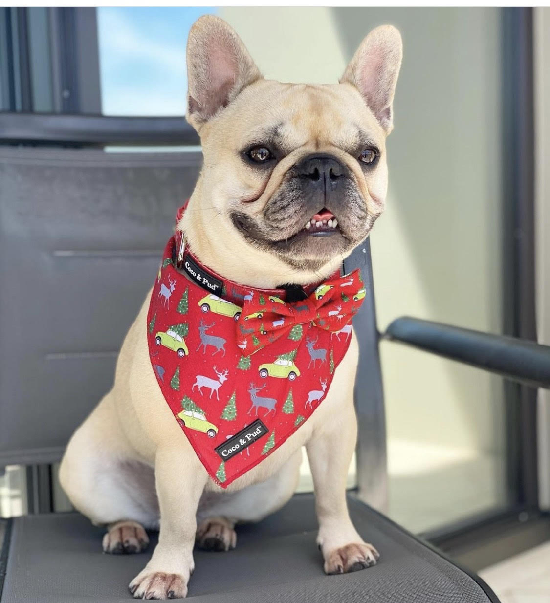 Daisy in Coco & Pud Deck the Paws Christmas Dog Bandana