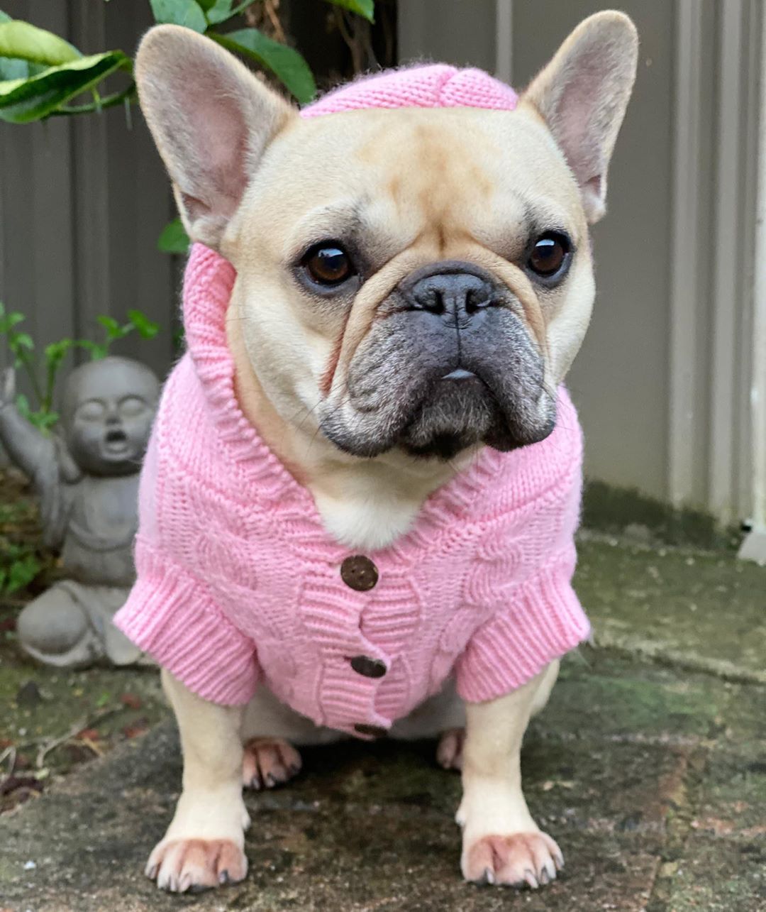 Daisy in Coco & Pud Edinburgh Pink Sweater