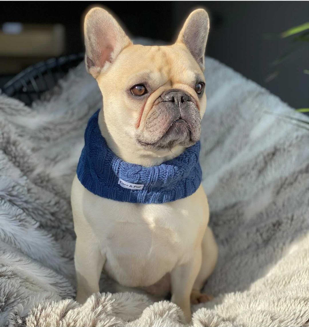 Daisy in Coco & Pud Coco Cable Navy Snood