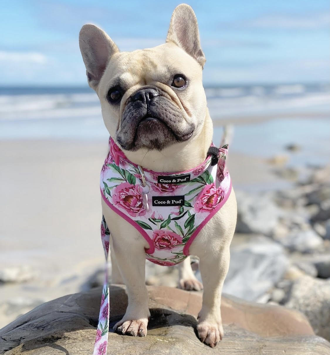 Daisy in Coco & Pud Peony Dog Harness
