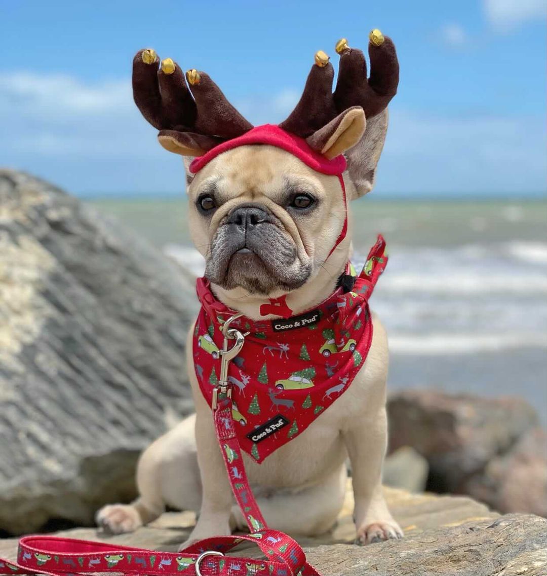 Coco & Pud Deck the Paws Christmas Dog Bandana