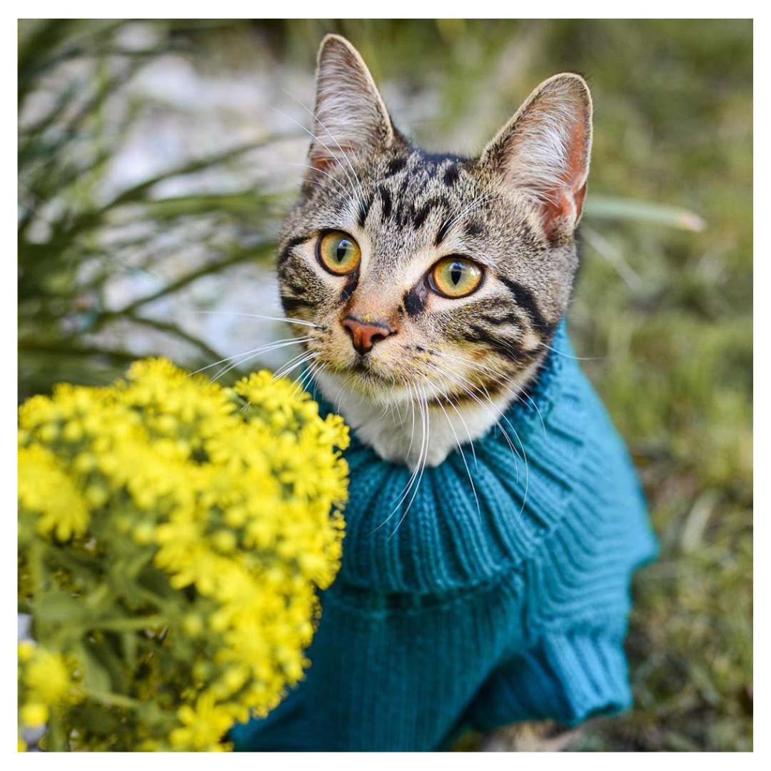 Diego in Coco & Pud Coco Cable Pet Sweater