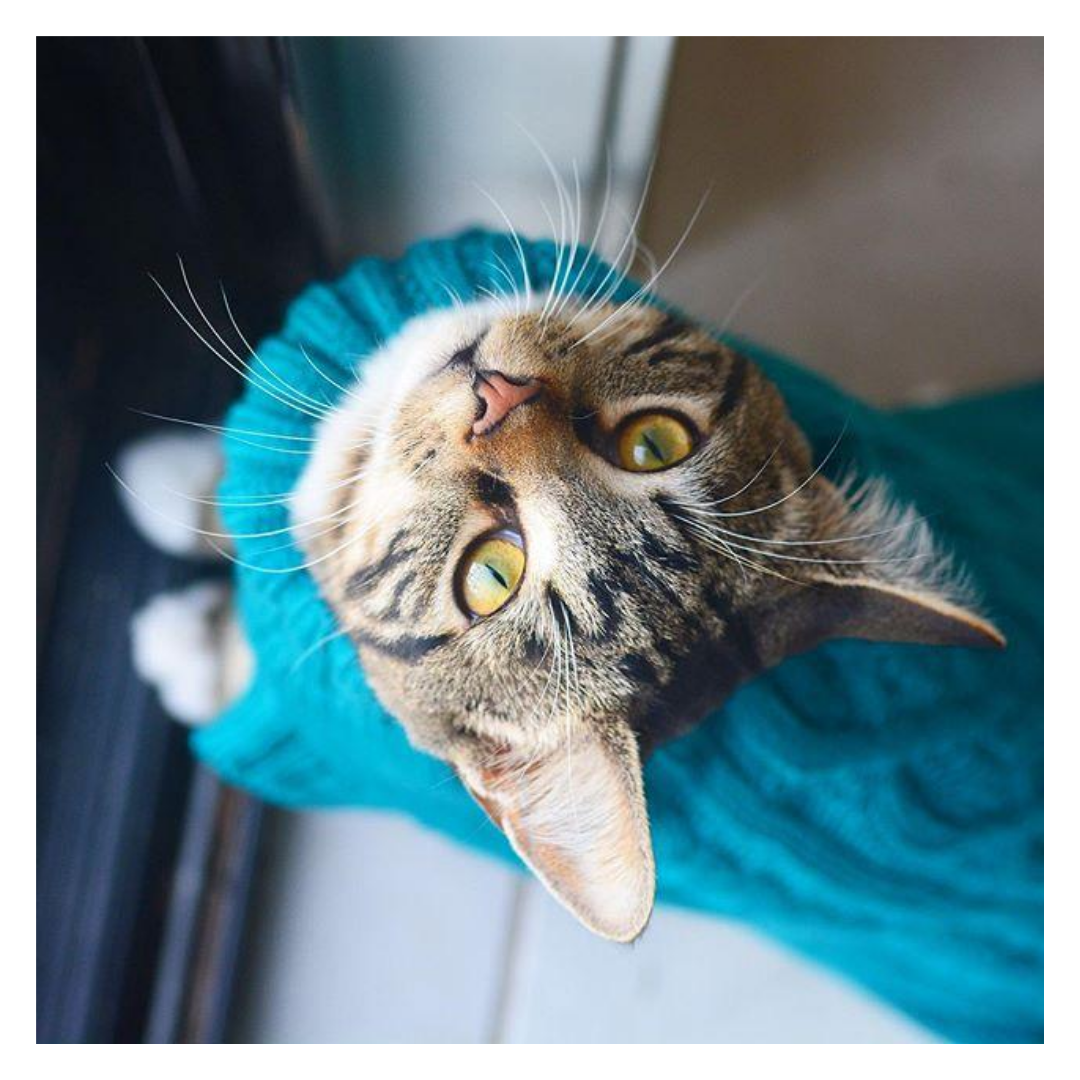 Coco & Pud Pet Sweater Teal