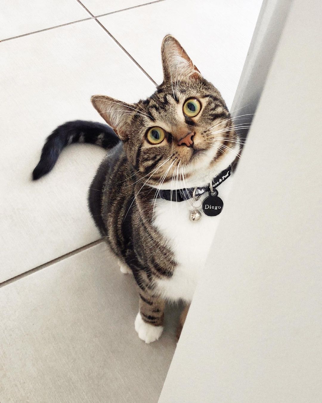 Diego in Luna Bear Cat Safety Collar