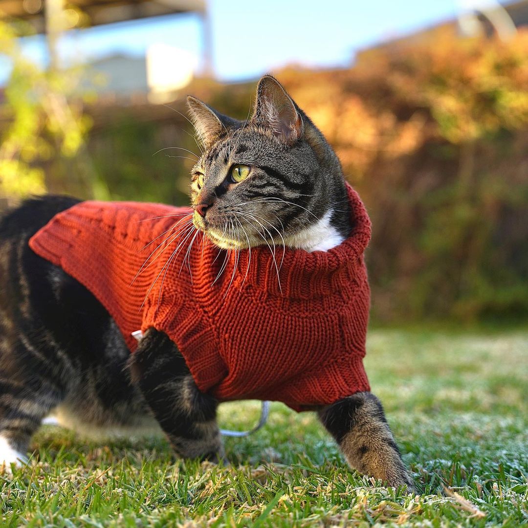 Diego in Coco & Pud Coco Cable Pet Sweater Sienna
