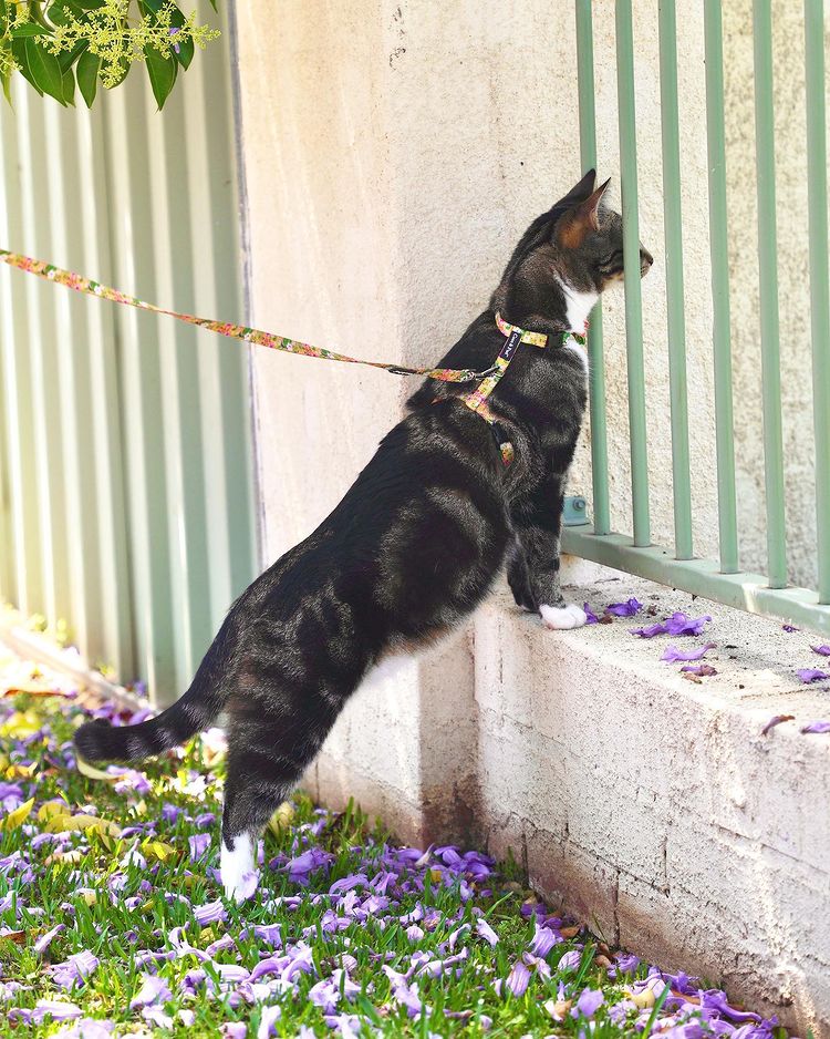 Diego in Coco & Pud Summer Sunrise Cat Harness & Lead