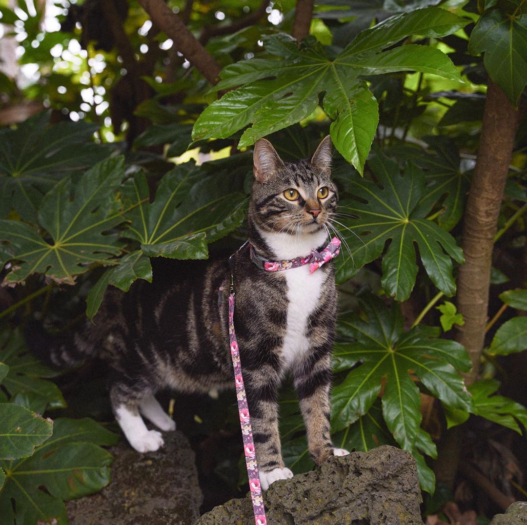 Diego in Coco & Pud Vintage Garden Cat Harness