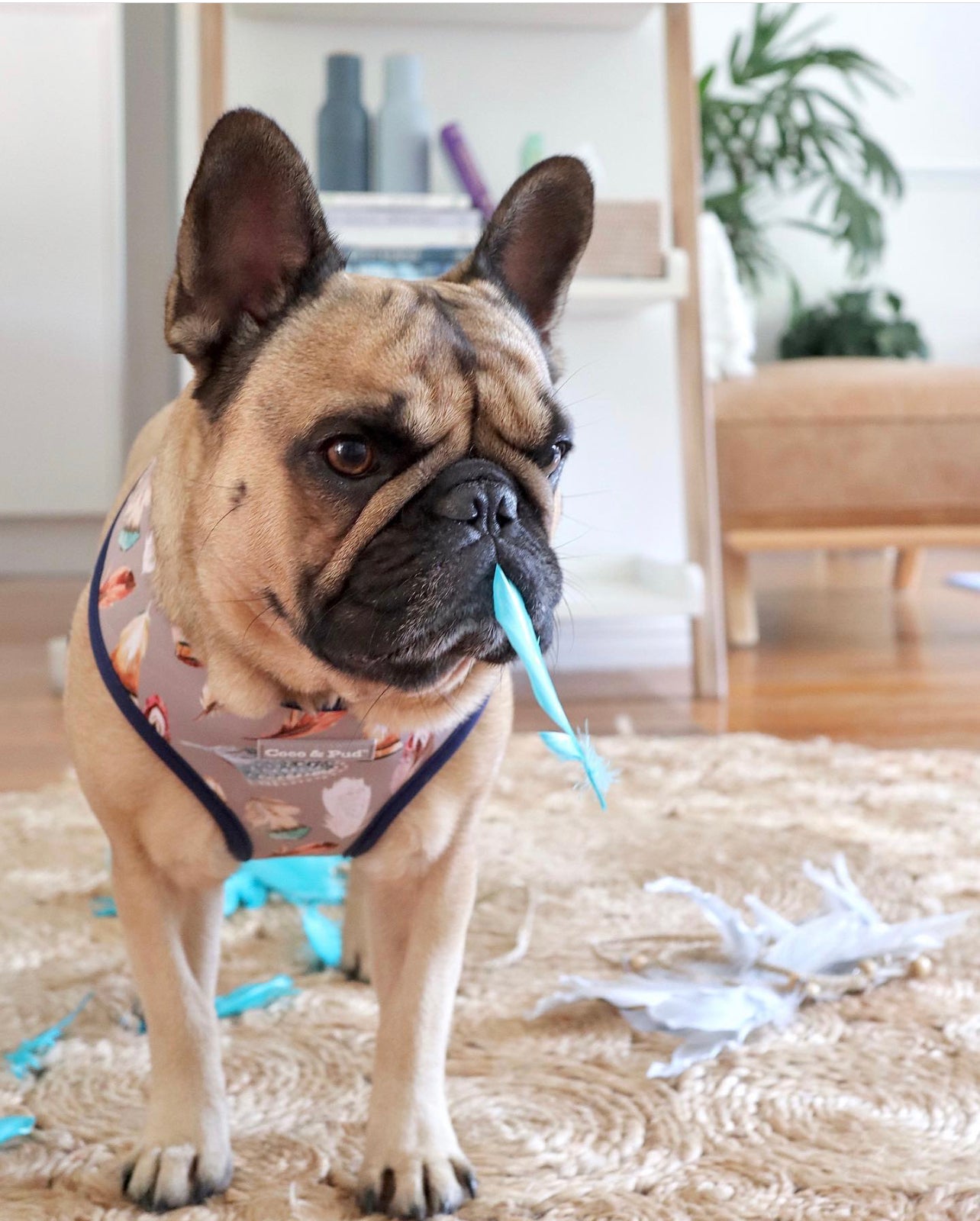 Polly Pops in Coco & Pud Birds of a Feather