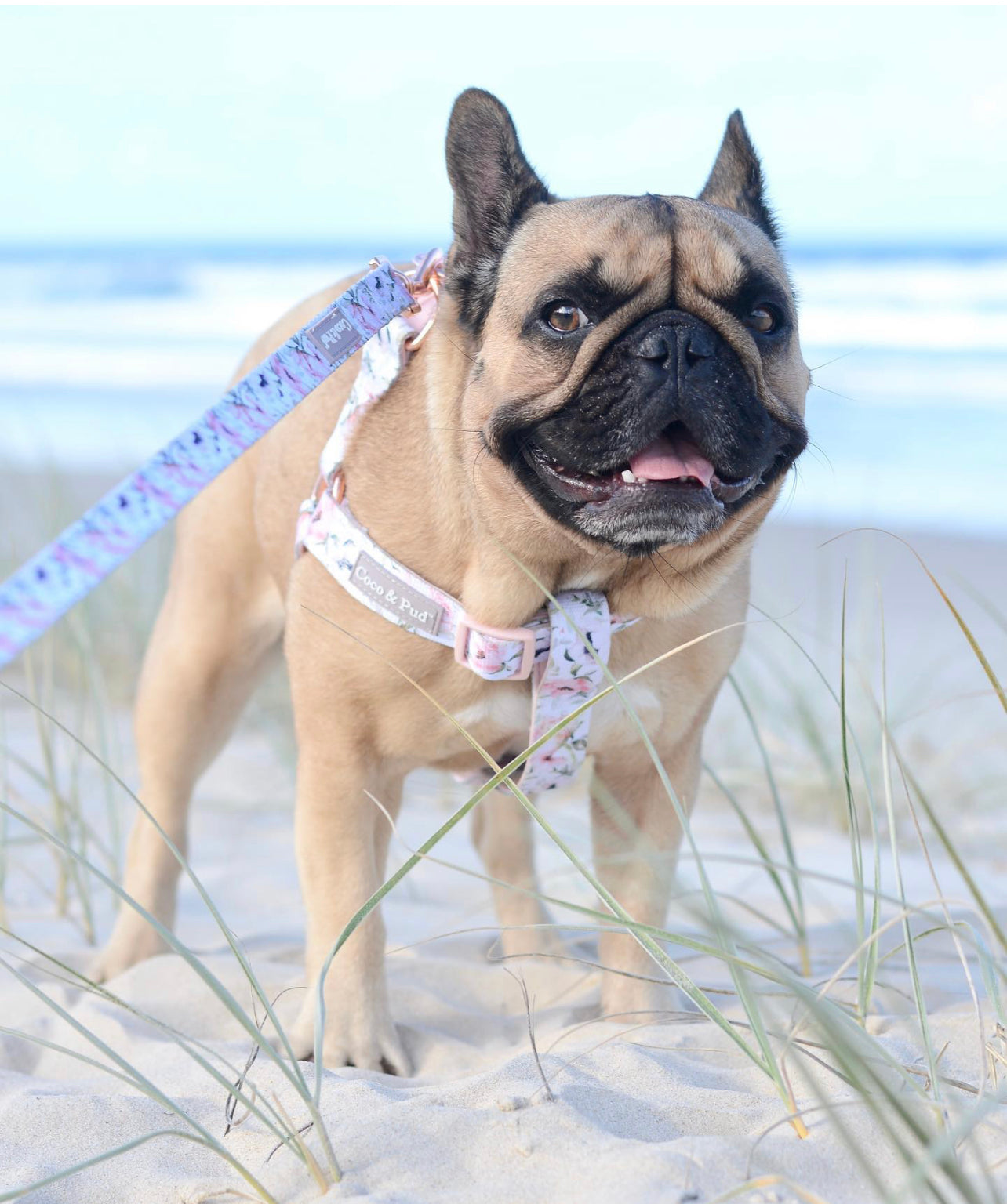 Polly Pops in Coco & Pud Le Jardin Uniclip Lite Harness