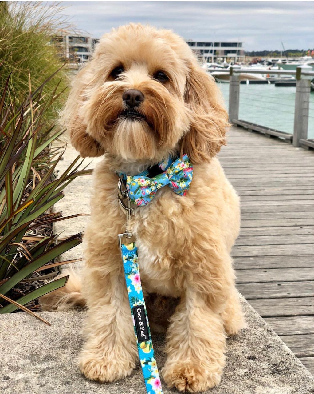 Coco & Pud Flamingo Tropical Collar & Bowtie - Coco & Pud