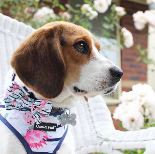 Coco & Pud Floral Blooms Collar & Bowtie - Coco & Pud